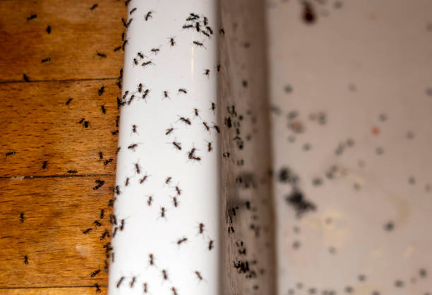 Best Residential Pest Control  in South Coventry, CT
