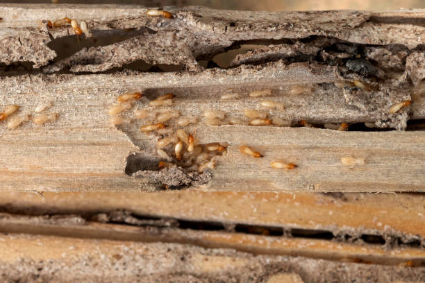 Best Exterminator Services  in South Coventry, CT
