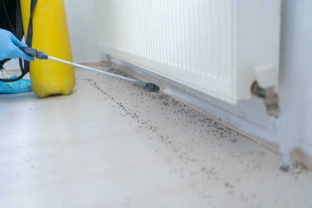 Best Pest Removal Services  in South Coventry, CT